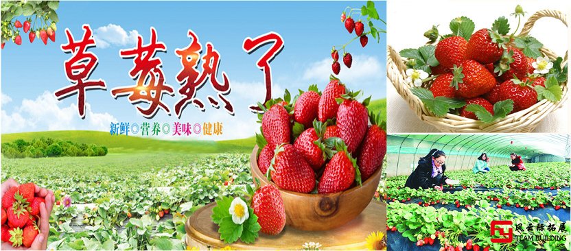 北京郊区周边草莓采摘团建活动一日游